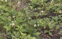 Клубники не будет: майские заморозки в Волынской области уничтожили большую часть урожая