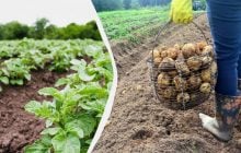 Як і чим підживити картоплю: найкращі варіанти для рясного врожаю