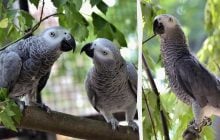 У КиївЗоо показали врятованих рідкісних папуг (фото)