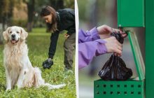 Не убрали за собакой - одной зарплатой не отделаться: как штрафуют горе-хозяев