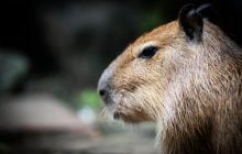 Почему крокодилы редко нападают на капибар: названа удивительная причина