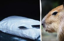 Карти, гроші, п'ятеро капібар: у Коста-Ріці гонитва за авто закінчилася несподіванкою