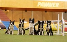 Бесплатные тренировки по аджилити для собак: чем можно заниматься в спортивной арене Pawwer