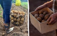 Картопля буде свіжою 5 місяців, якщо зберігати її в певному місці у вашому домі
