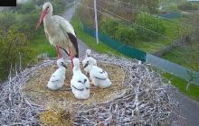 Знаменитый аист Грицик избавился от своего птенца: что известно о его судьбе (фото, видео)