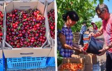 160 гривень за десяток ягод: черешню в Украине начали продавать по "космическим" ценам