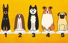 Какая собака импонирует вам больше остальных - такой у вас характер: психологический тест