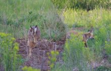 Мчался сломя голову: экологи рассказали, как в Чернобыльском заповеднике спасли зайца