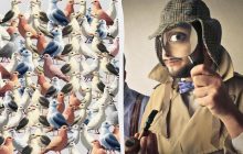 Очень сложный тест для проверки уровня IQ: надо найти воробья за 10 секунд