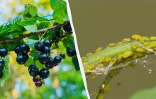 Тля сбежит со смородины без оглядки: как избавиться от вредителей раз и навсегда