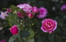 Як обрізати троянди, щоб пишно цвіли: садівники розкрили всі нюанси