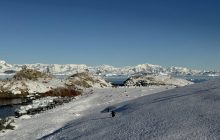 Тысячи пингвинов покинули остров украинских полярников: что произошло (фото)