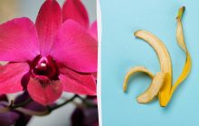Чем поливать орхидею, чтобы она цвела: садоводы назвали удобрение, лучше банановой кожуры
