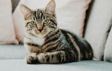 Почему некоторые кошки мурлычут больше других: ученые узнали причину