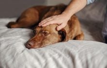 Как собаки проявляют ревность: ветеринары назвали 10 странных способов