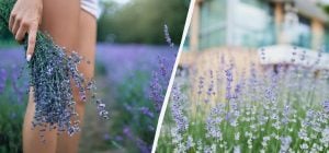 Из мусорки - в сад: три подкормки, на которых лаванда цветет все лето