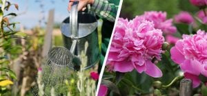 Які рослини посадити в жовтні: садівники назвали найбільш підходящі