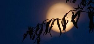 Найсильніша суперповня 2025 року: кому чекати кохання, грошей і визнання