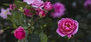 Как обрезать розу, чтобы цвела: садоводы раскрыли все нюансы