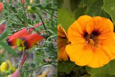 Садовод назвал одно растение, которое разберется с вредителями раз и навсегда