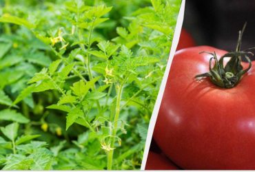 Томати виростуть великими і м'ясистими: чим потрібно підгодувати в травні