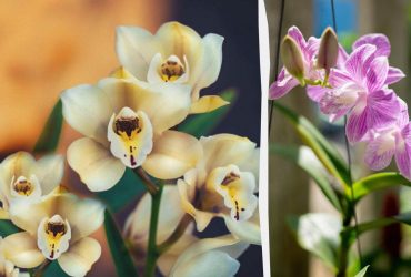 Как правильно пересадить орхидею: пошаговая инструкция для новичков