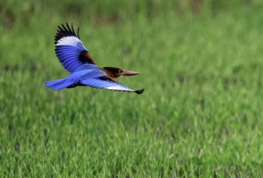 Из Африки в заповедник в Одесской области прилетели удивительно яркие птицы