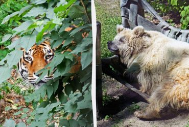 Животные КиевЗоо выходят на солнышко с наступлением тепла: появились забавные фото