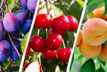 Коли обробляти вишню, сливу та абрикос від хвороб і шкідників: терміни та препарати