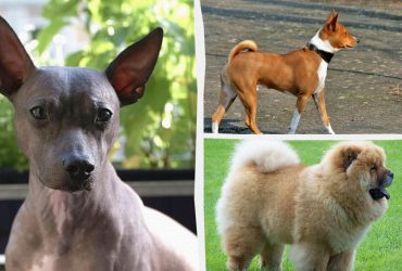 Почти не линяют и всегда опрятные: ветеринар назвала 10 самых чистых пород собак