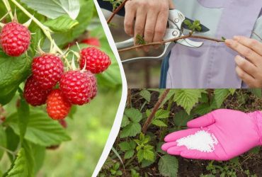Ягоды малины вырастут крупными и сладкими: вот что нужно сделать с кустом в мае