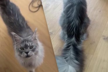 Установил рекорд Гиннеса: в США нашли кота, который имеет самый длинный хвост в мире (видео)