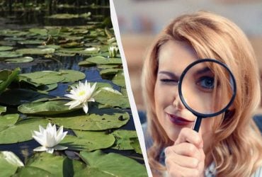 Все видят кувшинки, и только гений найдет утенка за 6 секунд: фантастическая головоломка