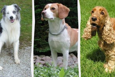 Не большие и не маленькие: эксперты назвали 10 самых известных пород собак среднего размера