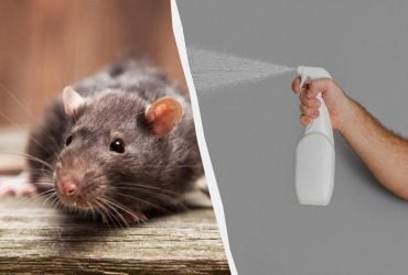 Крысы больше не вернутся: надежные народные средства от грызунов