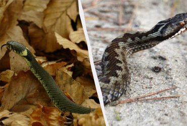 Уж или ядовитая гадюка - можно понять с одного взгляда: на что нужно смотреть