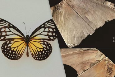 Ученые открыли новый вид гигантских бабочек, который более 30 лет оставался загадкой