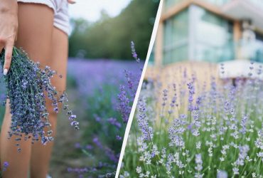 Від усього недоброго: коли садити лаванду і як доглядати, щоб пишно цвіла