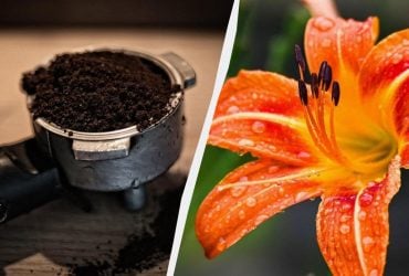 Кавову гущу викидати не треба - хороше добриво: вносимо під троянди, лілії, півонії