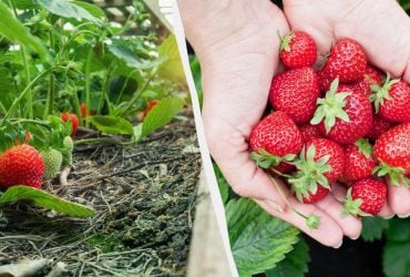 Клубника будет крупной и сладкой: чем подкормить кусты во время цветения