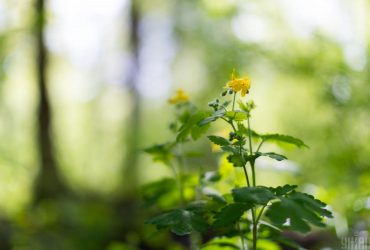 Сегодня в Киеве станет на пару градусов теплее