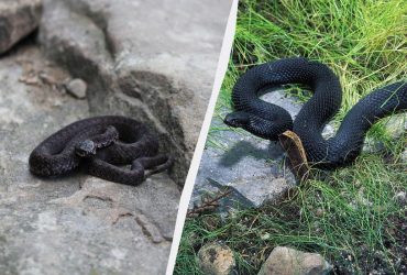 Действительно ли гадюка Никольского может убить человека: правда и мифы о змее