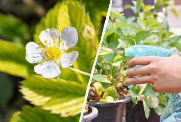 Чим обробити полуницю під час цвітіння: 5 безпечних рецептів без шкоди для ягід