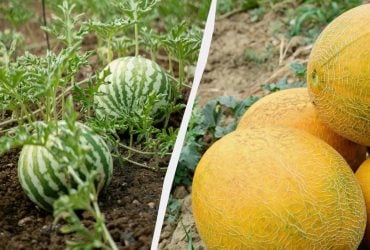 Сіяти диню і кавун рекомендується в цей термін: ні раніше, ні пізніше