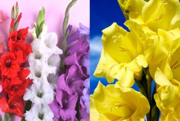 Гладіолуси пишно зацвітуть на 1 вересня: як правильно садити і вирощувати