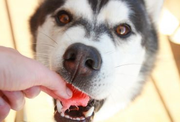 Какие человеческие вкусности можно и не стоит давать собакам: ветеринар назвал продукты