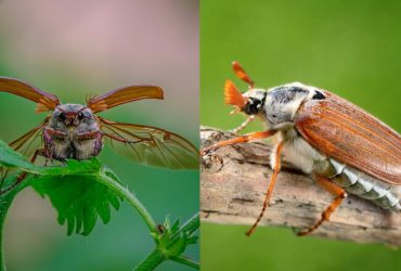 Чи небезпечні хрущі для людини: варто боятися їхніх укусів чи ні