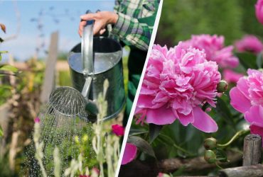 Навіть старі кущі будуть пишно і довго цвісти: чим полити півонії навесні