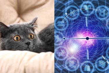 Скорпіон - сіамська, Терези - сибірська: яка ви кішка за знаком Зодіаку