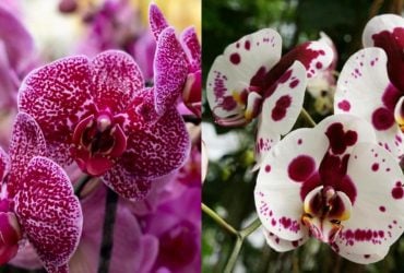 Орхідеї порадують дивовижно великою кількістю квітів: 3 простих трюки